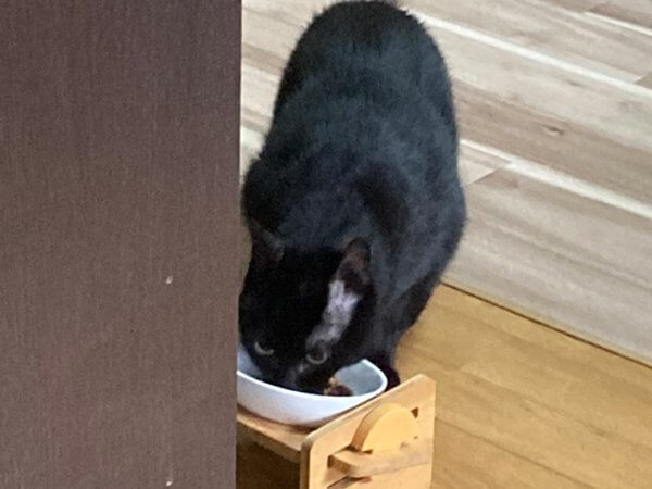 黒猫ペットシッター