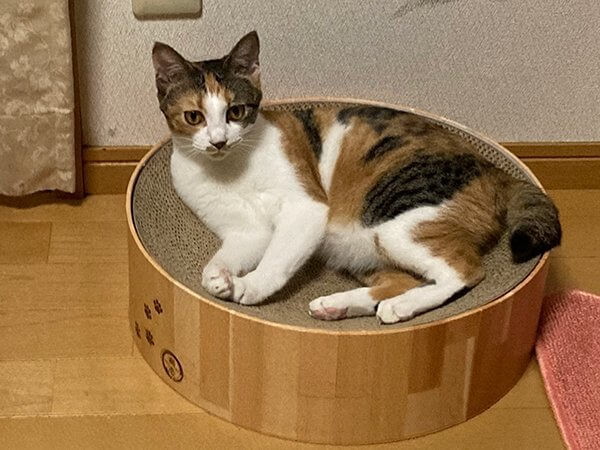 三毛猫ペットシッター