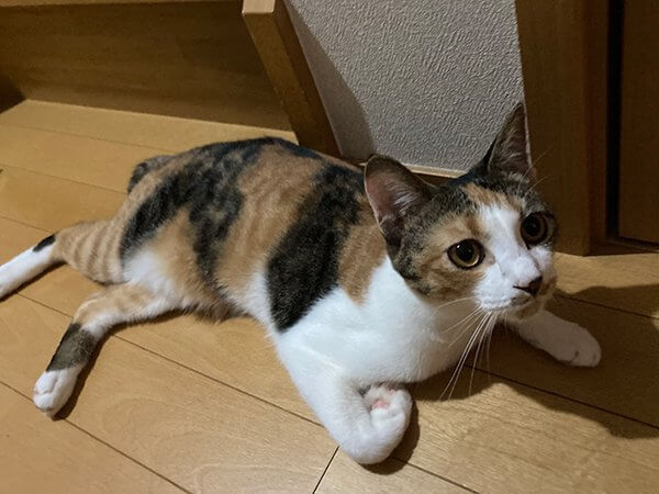 三毛猫ペットシッター