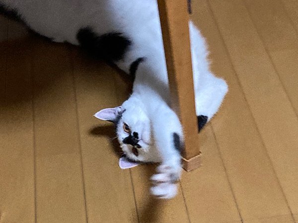 白黒猫ペットシッター
