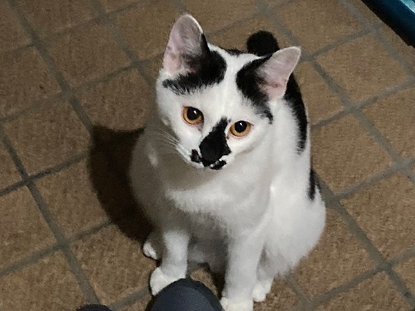 白黒猫ペットシッター