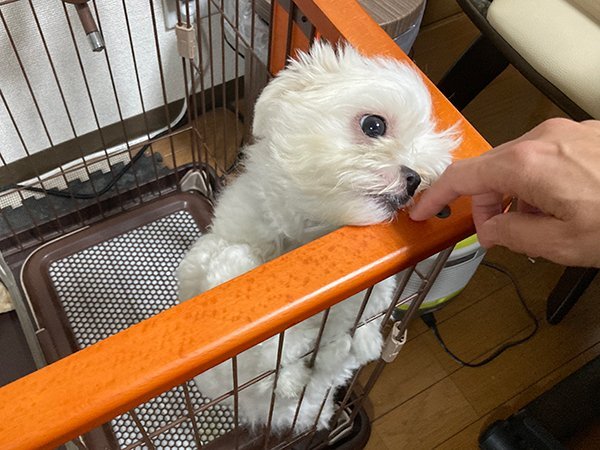 犬マルチワペットシッター