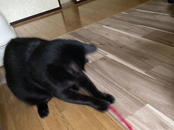 黒猫ペットシッター