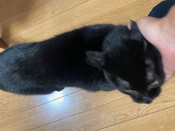 黒猫ペットシッター