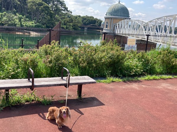 犬散歩狭山公園