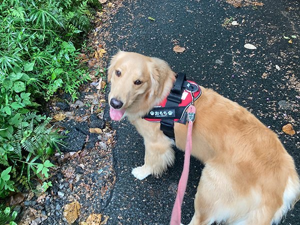 犬ゴールデンレトリバー散歩