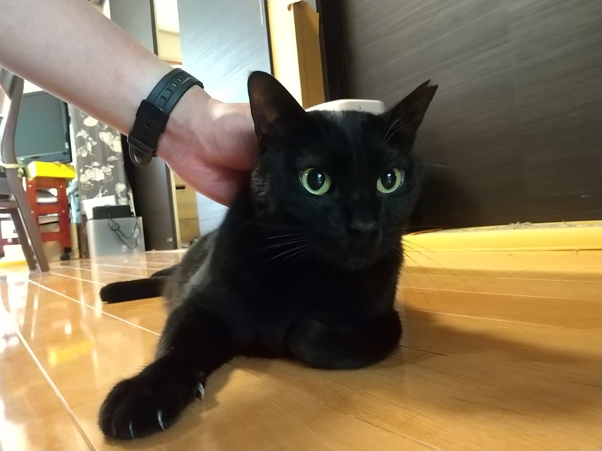 ★やまとのねこページです★ サインカード付き】うちのねこ | 猫本専門書店 書肆 吾輩堂