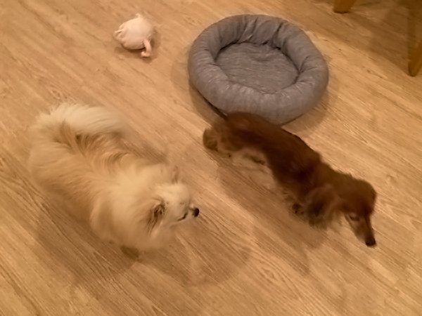 犬ポメチワペットホテルお散歩