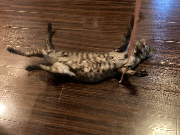 猫ペットシッター