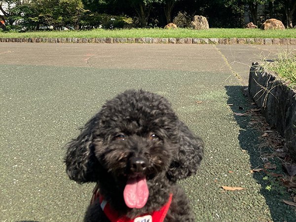 犬黒トイプードル航空公園散歩