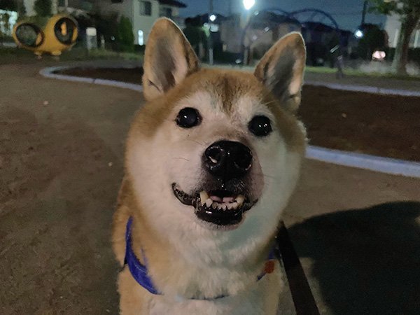 柴犬お散歩代行