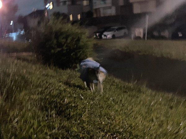 柴犬雨の日お散歩代行