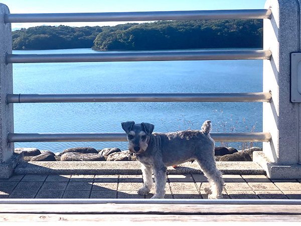 犬ミニチュアシュナウザー狭山湖散歩