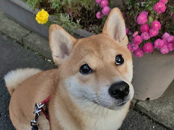 豆柴犬ペットホテル