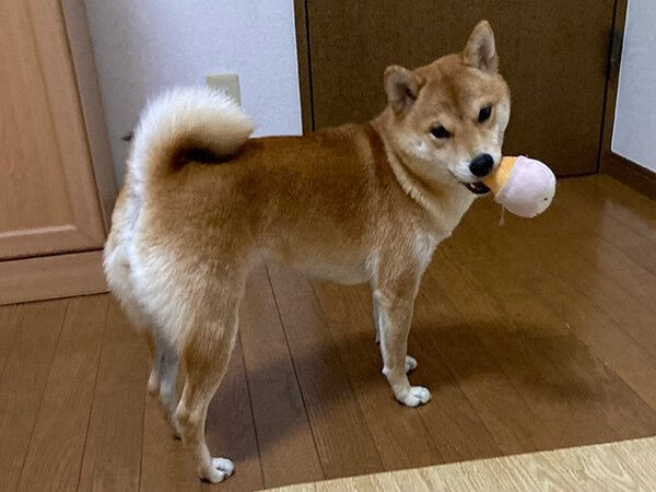 豆柴犬ペットホテル