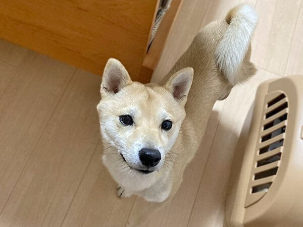 豆柴犬ペットシッター