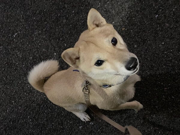 豆柴犬夜のお散歩