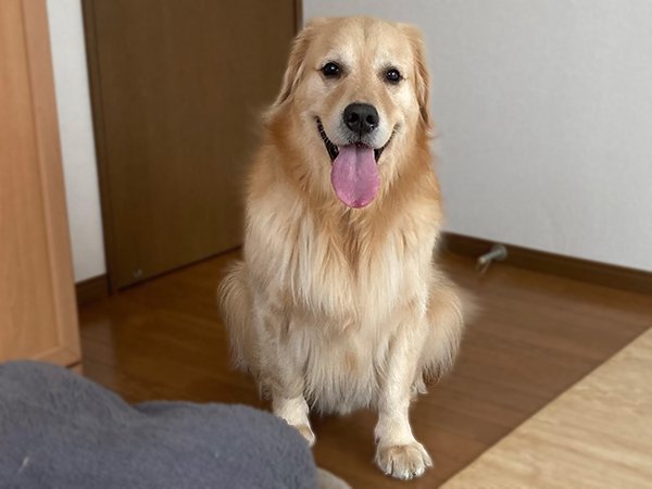 犬ゴールデンレトリバーペットホテル