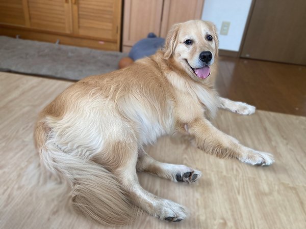 犬ゴールデンレトリバーペットホテル