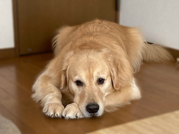 犬ゴールデンレトリバーペットホテル