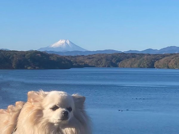 ポメラニアンとチワワMIX犬ペットホテル狭山湖散歩