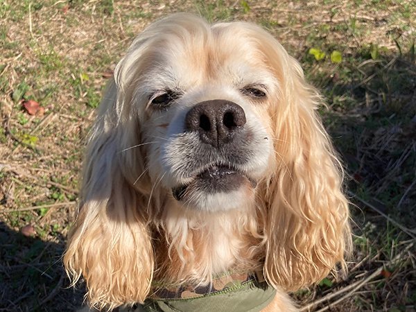 犬アメリカンコッカースパニエルペットホテル散歩