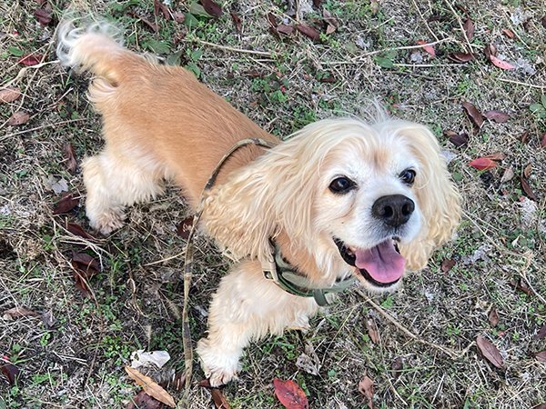 犬アメリカンコッカースパニエルペットホテル散歩