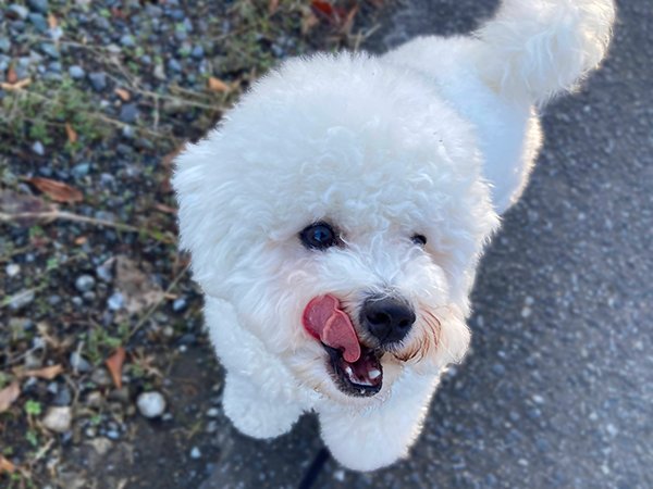 ビションフリーゼ犬ペットホテル