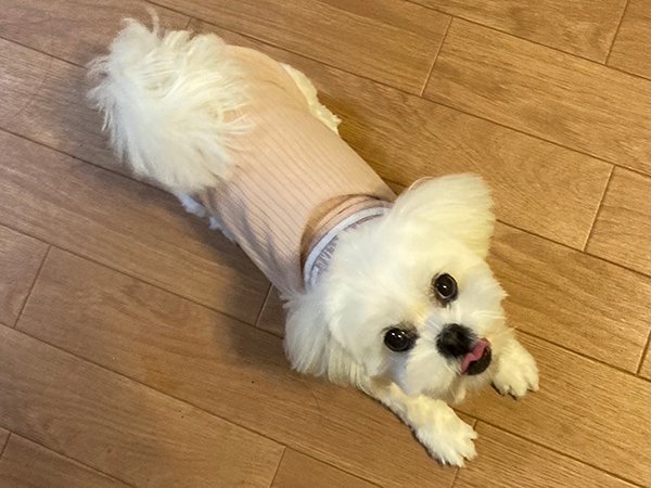 ペキニーズとビションフリーゼのMIX犬ペットホテル
