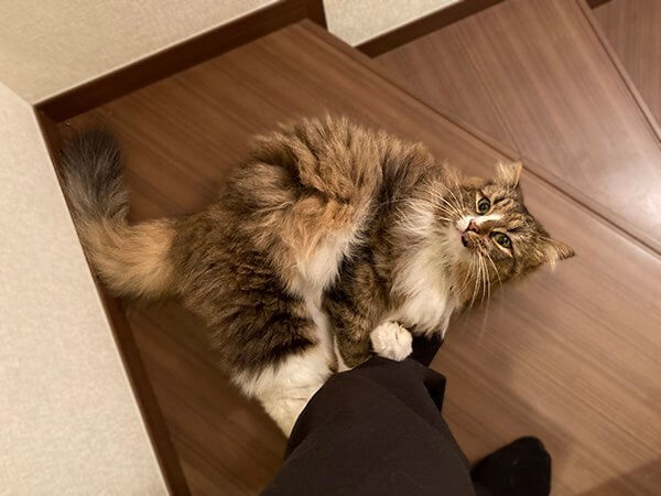 ノルウェージャンフォレストキャットペットシッター