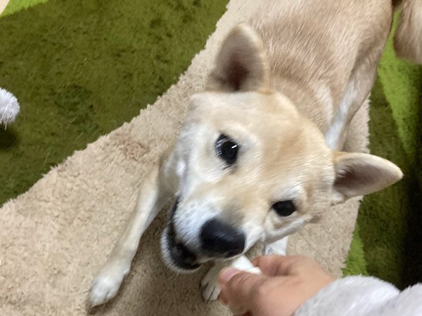 豆柴犬ペットシッター