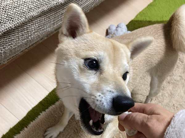 豆柴犬ペットシッター