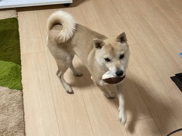 豆柴犬ペットシッター