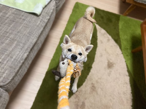 豆柴犬ペットシッター