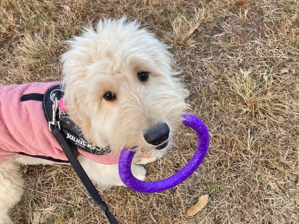 犬ゴールデンドゥードルペットホテル散歩