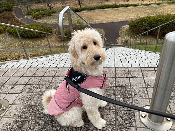 犬ゴールデンドゥードルペットホテル散歩