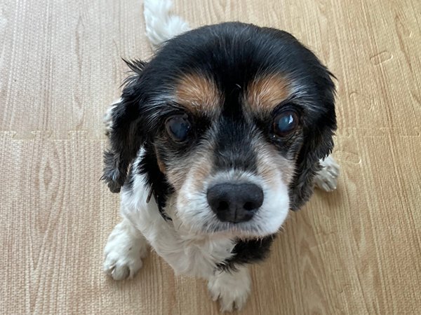 犬キャバリアペットホテル