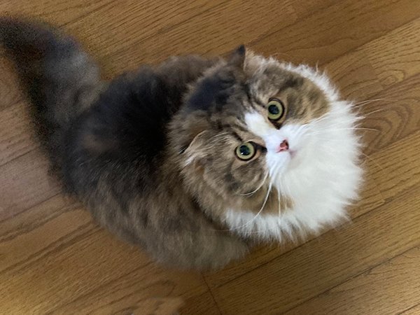 スコティッシュフォールド猫ペットシッター