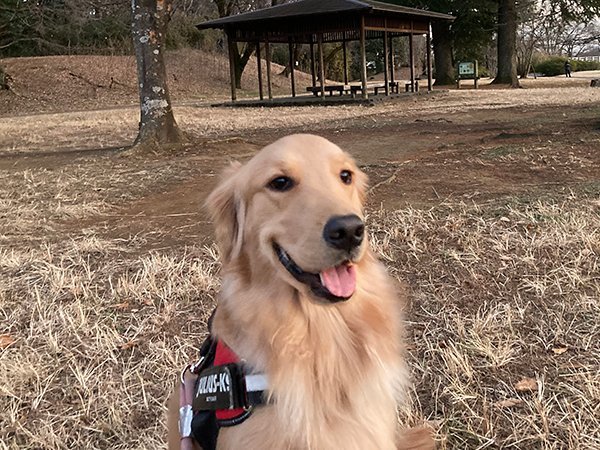 大型犬ゴールデンレトリバーペットホテル散歩