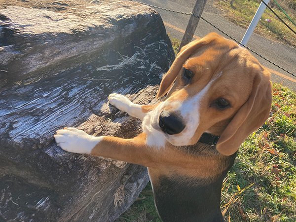 犬ビーグルペットホテル散歩