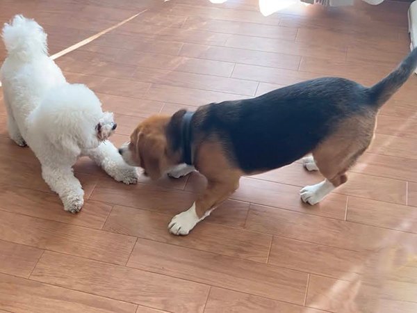 犬ビーグルペットホテル