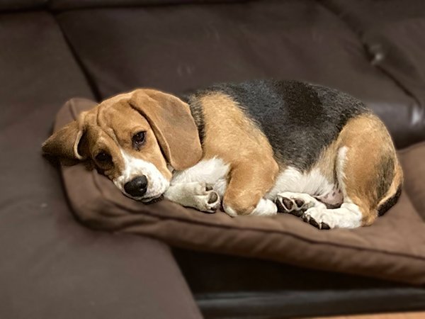 犬ビーグルペットホテル