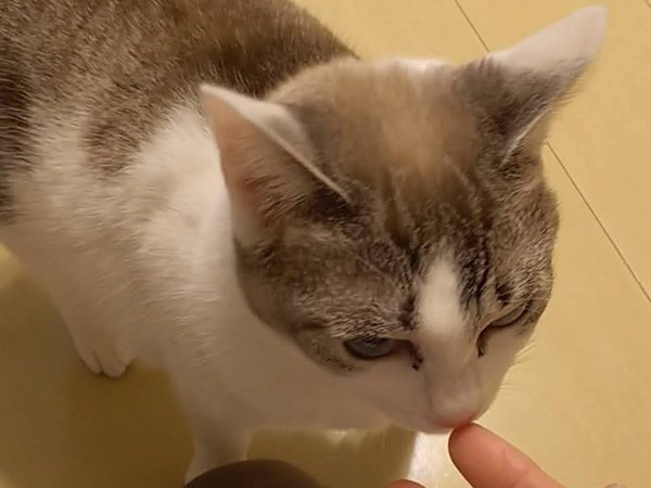 猫ペットシッター