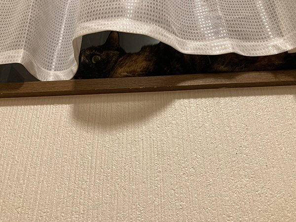サビ猫怖がりペットホテル