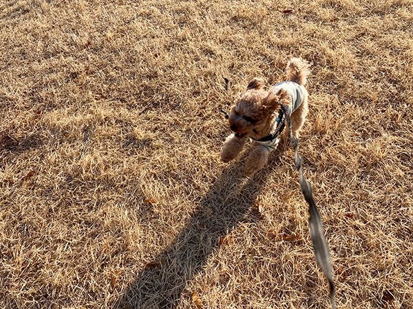 犬トイプードル散歩ペットホテル