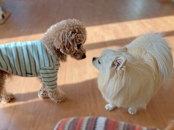 犬トイプードルペットホテル