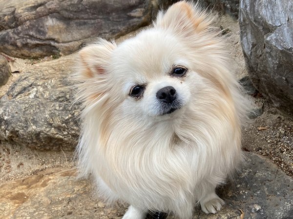 小型犬チワックスペットホテル