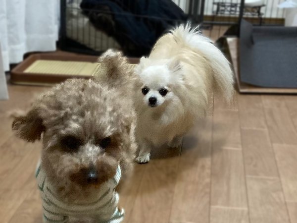 小型犬チワックスペットホテル