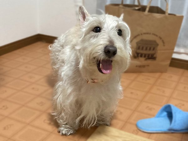犬スコティッシュテリアペットホテル