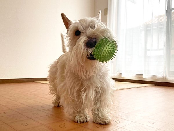 犬スコティッシュテリアペットホテル